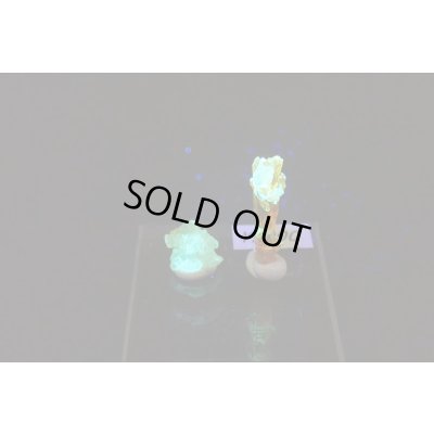 画像5: ジンカイト 10【G2401024】