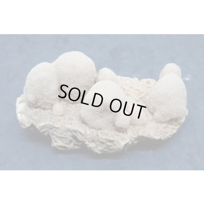 画像1: ユニーク形状のデザートローズ２【240425】