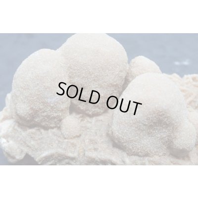 画像5: ユニーク形状のデザートローズ２【240425】