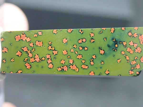 画像8: 紅葉石 11　4面研磨品【G251117】 (8)